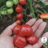 王华796头像