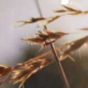 声音很好听的个人资料头像