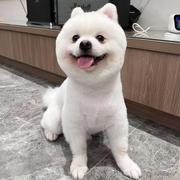 Ferry陈小菜的个人资料头像