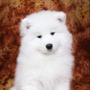 wankey的个人资料头像