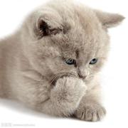 RefersToTheLostYouth的个人资料头像