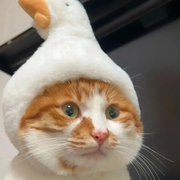 从零开始的期权生活的个人资料头像