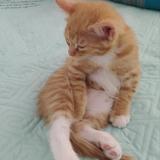 家有小菊菊头像