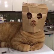 沉默的喇叭花的个人资料头像