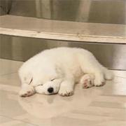 星牧的个人资料头像