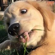 lann的个人资料头像