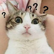 一只大大大狸猫的个人资料头像