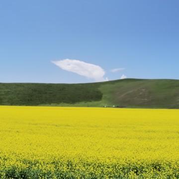 老陈家的自驾游头像