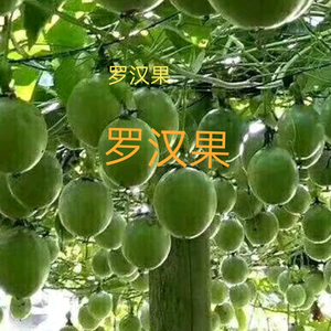 杰哥giege头像