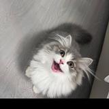 周Qk头像