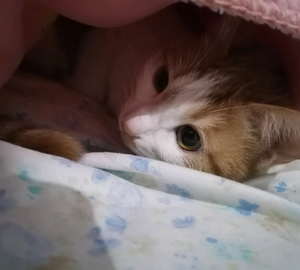 小小阿西头像