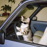 开不慢的蒙丢丢头像