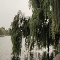 湖清柳绿头像