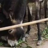 大棒槌ABC头像