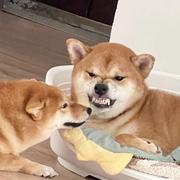 A众包骑手王富贵的个人资料头像