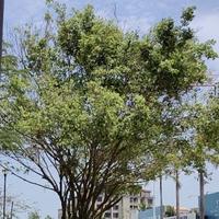 五福临门8858头像