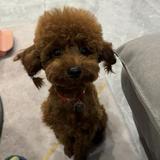 叶上表皮的气孔头像