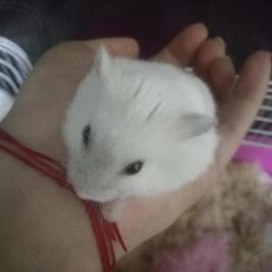 季顺潘头像