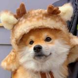 说好的幸福呢头像