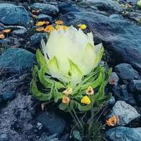 善良执着的二哥头像