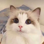 IU不错哟的个人资料头像