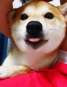 饺子的小跟班的个人资料头像