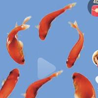 聪明的葡萄9yJ头像