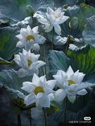 聪明的加菲猫的个人资料头像