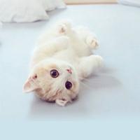 一生平安56008头像