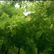 吃豆南山下的个人资料头像