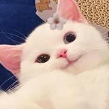用户8674363888353头像