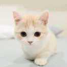 dawnlight的个人资料头像