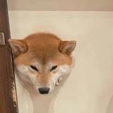 用户2619944526937头像