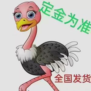 晋江鸵鸟柯养殖合作社头像