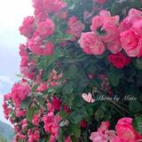 咪嘛咪嘛咪呀呀头像