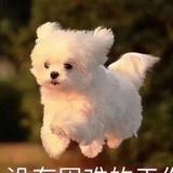 哒哒12c头像