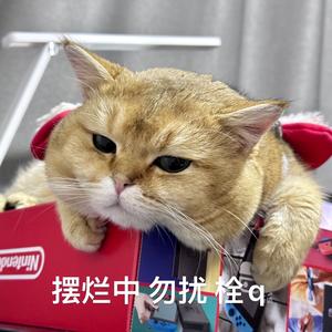 秋宝子猪猪头像