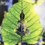 恭贺新禧460头像