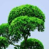 赵肖丞头像