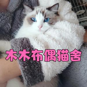 木木布偶猫舍头像