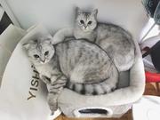 啾啾雨的个人资料头像