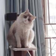 半夏是一种草药的个人资料头像