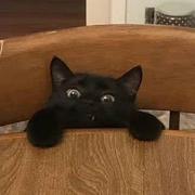 八角茴香听不见人类说话的个人资料头像