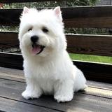 西江神枪手头像