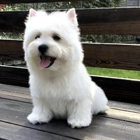 西江神枪手头像