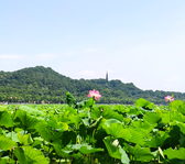 yoonglei头像