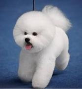 lilyheart的个人资料头像