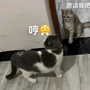 猫阿言头像