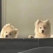 用户9815284268146的个人资料头像