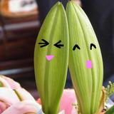 晶誓奇缘头像